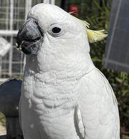 pássaro cacatua exótico branco inteligente empoleira-se no santuário de pássaros, interagindo com os visitantes foto