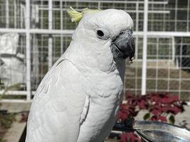 pássaro cacatua exótico branco inteligente empoleira-se no santuário de pássaros, interagindo com os visitantes foto