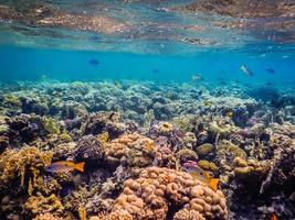 maravilhosos corais coloridos e peixes sob a superfície durante o mergulho foto