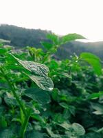 folhas de batata fresca no meio de um campo de batata no início da manhã foto