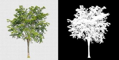 árvore em fundo de imagem transparente com traçado de recorte, única árvore com traçado de recorte e canal alfa em fundo preto foto