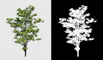 árvore em fundo de imagem transparente com traçado de recorte, única árvore com traçado de recorte e canal alfa em fundo preto foto