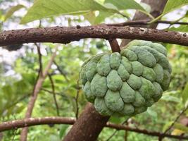 fruta de maçã de açúcar orgânico fresco ainda pendurada na árvore foto