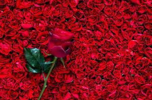 rosa coloca fundo de rosas vermelhas para o conceito de aniversário, mãe e dia dos namorados. foto
