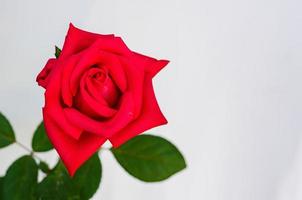 flor rosa florescendo vermelha com folhas em fundo de papel branco. foto