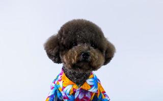 adorável cão poodle preto usa vestido de Havaí para a temporada de verão em fundo branco. foto