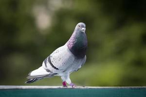 retrato de corpo inteiro de pombo-correio macho em pé ao ar livre foto