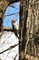 pica-pau de barriga vermelha empoleirado no meio da floresta durante o dia foto