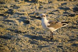 gaivota rindo ao nascer do sol em myrtle beach, carolina do sul foto