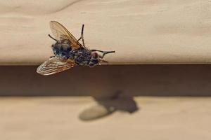 a mosca azul e preta do abdômen lança uma sombra no tapume foto