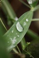 gotas de chuva de inverno na grama deixa fundo close-up exploração da natureza tamanho grande impressão de alta qualidade foto