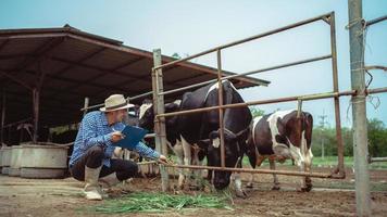 agricultor masculino trabalhando e verificando seu gado na fazenda de gado leiteiro. indústria agrícola, agricultura e conceito de pecuária, vaca na fazenda de gado comendo feno. estábulo. foto