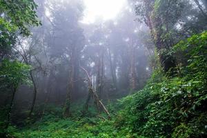 bela floresta tropical na trilha natural ang ka no parque nacional doi inthanon, tailândia foto