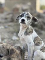 primavera, conceito de verão, cachorrinho de cachorro feliz brincalhão correndo na grama e ouvindo animal de estimação foto