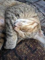 close-up de gato tirando uma soneca foto
