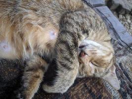 close-up de gato tirando uma soneca foto