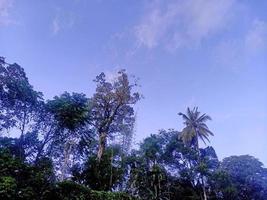 bela vista céu azul claro e muitas árvores verdes naturais foto