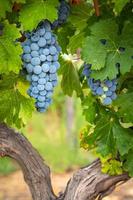 exuberantes cachos de uvas para vinho pendurados na videira foto