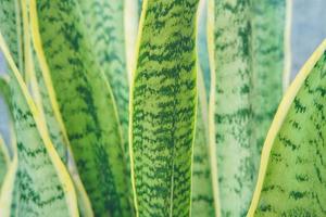 folha verde sansevieria trifasciata, planta de casa ornamental foto