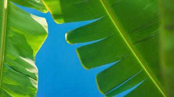fundo de folha de bananeira texturizado com céu azul brilhante foto
