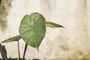 plantas de taro crescendo em vasos foto