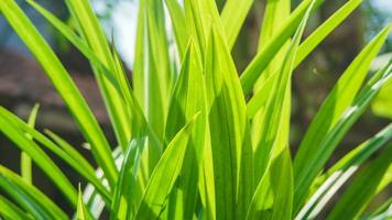 folhas exuberantes de pandan crescendo no quintal em um fundo desfocado foto