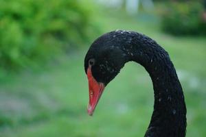 ganso preto em pé na grama verde foto