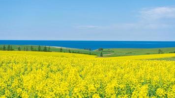a bela fazenda de canola de cor amarela com vista distante para o mar, ilha do príncipe edward, canadá foto