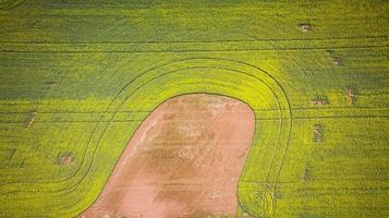 a área de lavoura da fazenda de canola na ilha do príncipe edward, canadá foto