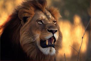 retrato de leão africano na luz quente foto