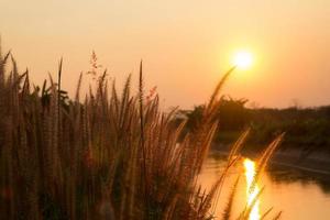 flor pennisetum no pôr do sol quente foto