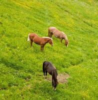 os cavalos no pasto foto