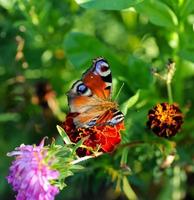 borboleta coletando néctar foto