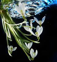 floco de neve de primavera na água foto