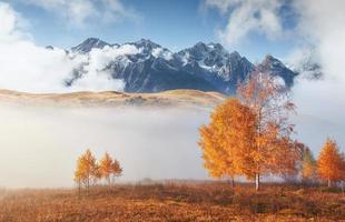 árvore brilhante em uma encosta de colina com raios ensolarados no vale da montanha coberto de neblina. linda cena matinal. folhas de outono vermelhas e amarelas. Cárpatos, Ucrânia, Europa. descubra o mundo da beleza