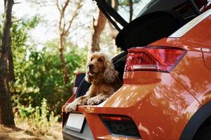 cachorro está no banco de trás do carro moderno que estacionou na floresta foto