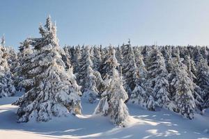 tempo ensolarado. paisagem mágica do inverno com árvores cobertas de neve durante o dia foto