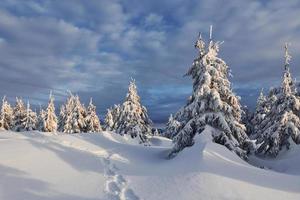 céu nublado. paisagem mágica do inverno com árvores cobertas de neve durante o dia foto