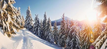 majestosa montanha petros iluminada pela luz do sol. paisagem mágica do inverno com árvores cobertas de neve durante o dia foto