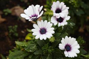 viajar para chiangmai, tailândia. florescendo flores de margarida africana branca no prado. foto