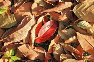 viajar para chiang mai, tailândia. a folhagem seca de outono colorida em uma grama em uma floresta em um dia ensolarado. foto