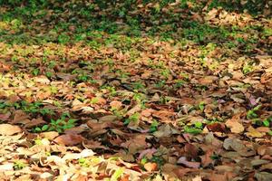 viajar para chiang mai, tailândia. a folhagem de outono colorida em uma grama em uma floresta em um dia ensolarado. foto