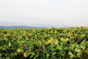 viajar para doi mon cham, chiang mai, tailândia... a vista sobre os campos de morango nas montanhas closeup. foto