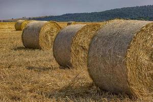 grandes fardos de feno no campo após a colheita foto