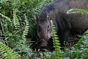 javali, sus scrofa no chão da floresta foto