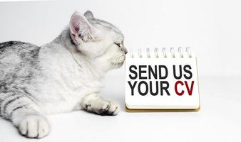 envie-nos o seu texto cv em notebook com gato cinza foto