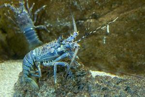 lagosta azul em ambiente aquático foto