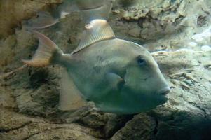 peixe-porco branco balistes capriscus polylepis foto