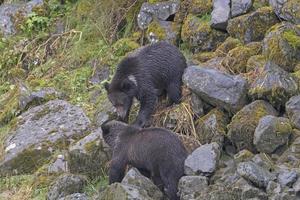 filhotes de urso pardo brincando foto