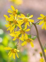 a planta ligularia crescendo no jardim de outono. foto